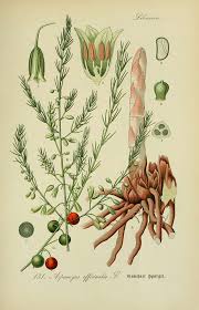Attēlu rezultāti vaicājumam “Asparagus officinalis”