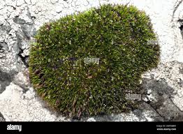 Attēlu rezultāti vaicājumam “Grimmia muehlenbeckii sporophyte”