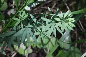 Attēlu rezultāti vaicājumam “Galium schultesii flower”