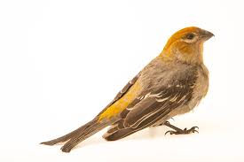 Attēlu rezultāti vaicājumam “Pinicola enucleator”