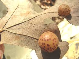 Attēlu rezultāti vaicājumam “Cynips quercusfolii”