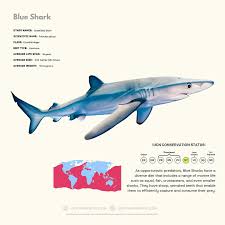 Image result for Prionace glauca