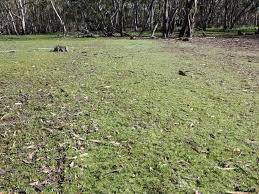 Attēlu rezultāti vaicājumam “Riccia cavernosa”