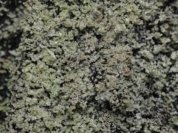 Attēlu rezultāti vaicājumam “Cladonia parasitica”