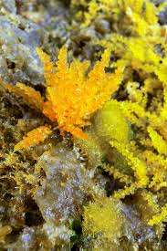 Attēlu rezultāti vaicājumam “Rhodophyta”