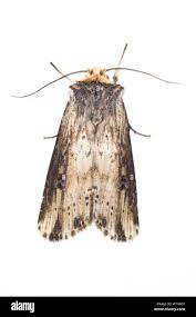 Attēlu rezultāti vaicājumam “Axylia putris”