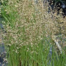 Attēlu rezultāti vaicājumam “Hierochloe odorata”