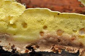 Attēlu rezultāti vaicājumam “Antrodiella”