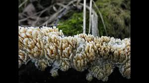 Attēlu rezultāti vaicājumam “Basidioradulum radula”