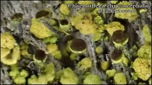 Attēlu rezultāti vaicājumam “Chaenotheca chrysocephala”