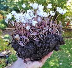 Attēlu rezultāti vaicājumam “Cyclamen hederifolium”