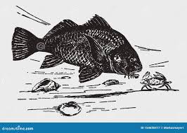 Image result for Aplodinotus grunniens