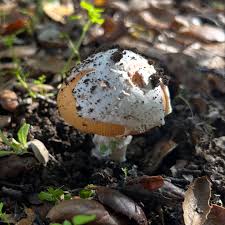 Attēlu rezultāti vaicājumam “Amanita excelsa”
