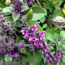 Attēlu rezultāti vaicājumam “Ocimum basilicum flower”