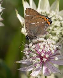 Attēlu rezultāti vaicājumam “Satyrium w-album”