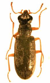 Attēlu rezultāti vaicājumam “Dasytidae”