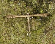 Attēlu rezultāti vaicājumam “Stenoptilia pterodactyla”