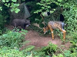 Image result for Ashcombe Valley Archers