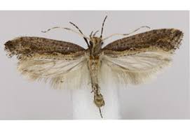 Attēlu rezultāti vaicājumam “Plutellidae”