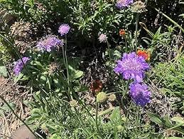 Image result for Scabiosa col.`Butterfly Blue`