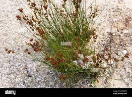 Attēlu rezultāti vaicājumam “Juncaceae”