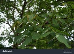 Attēlu rezultāti vaicājumam “Epirhoe tristata”