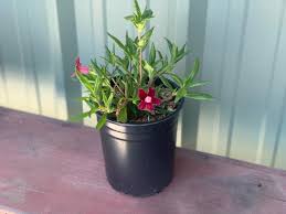 Image result for Mimulus x hybrida