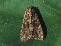 Attēlu rezultāti vaicājumam “Apamea sordens”