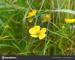 Attēlu rezultāti vaicājumam “Ranunculus polyanthemos”