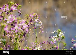 Attēlu rezultāti vaicājumam “Raphanus raphanistrum flower”