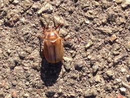 Attēlu rezultāti vaicājumam “Amphimallon solstitiale”