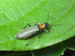 Attēlu rezultāti vaicājumam “Oedemera croceicollis”