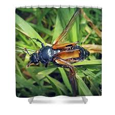 Attēlu rezultāti vaicājumam “Nicrophorus vespillo”