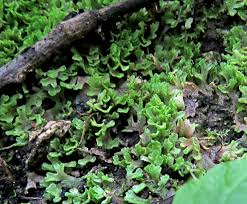 Attēlu rezultāti vaicājumam “Riccia rhenana”