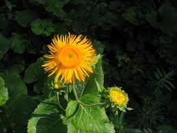 Attēlu rezultāti vaicājumam “Telekia speciosa bud”