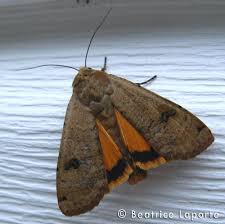 Attēlu rezultāti vaicājumam “Noctua pronuba”