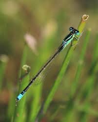 Attēlu rezultāti vaicājumam “Ischnura pumilio”