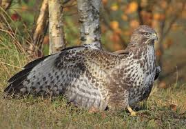 Attēlu rezultāti vaicājumam “Buteo buteo”