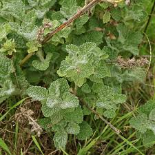 Image result for Marrubium vulgare