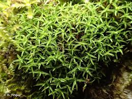 Attēlu rezultāti vaicājumam “Bryoerythrophyllum recurvirostrum”