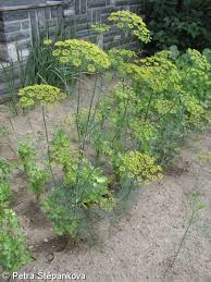 Attēlu rezultāti vaicājumam “Anethum graveolens”