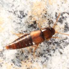 Attēlu rezultāti vaicājumam “Tachyporus sp.”