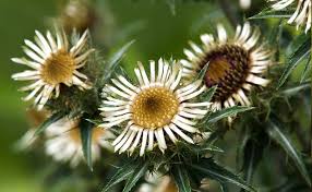 Image result for Silberdistel