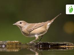 Attēlu rezultāti vaicājumam “Sylvia borin nest”