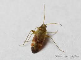 Attēlu rezultāti vaicājumam “Psallus sp.”