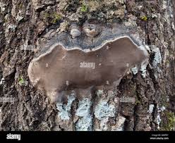 Attēlu rezultāti vaicājumam “Phellinus tremulae”