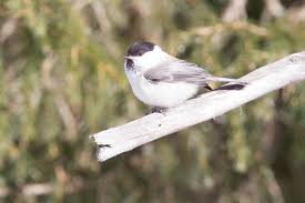 Attēlu rezultāti vaicājumam “Poecile montanus adult”