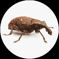 Attēlu rezultāti vaicājumam “Clitellaria ephippium”