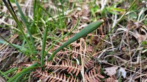 Attēlu rezultāti vaicājumam “Muscari botryoides leaf”