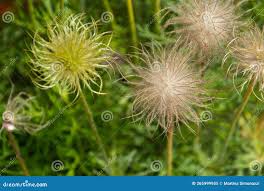 Attēlu rezultāti vaicājumam “Pulsatilla patens fruit”